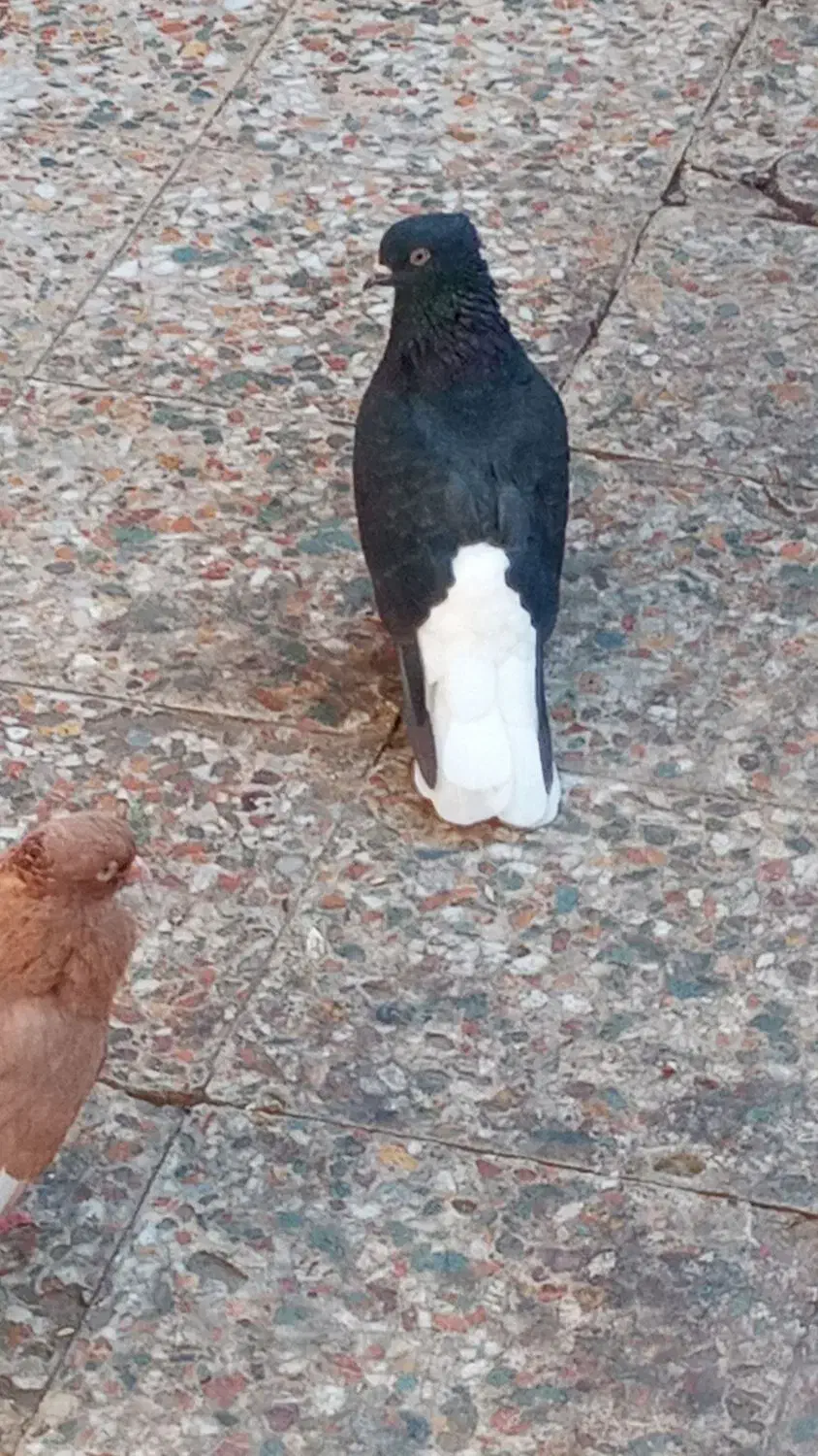 جفت اشعل دم سفید|پرنده|کارون, |دیوار