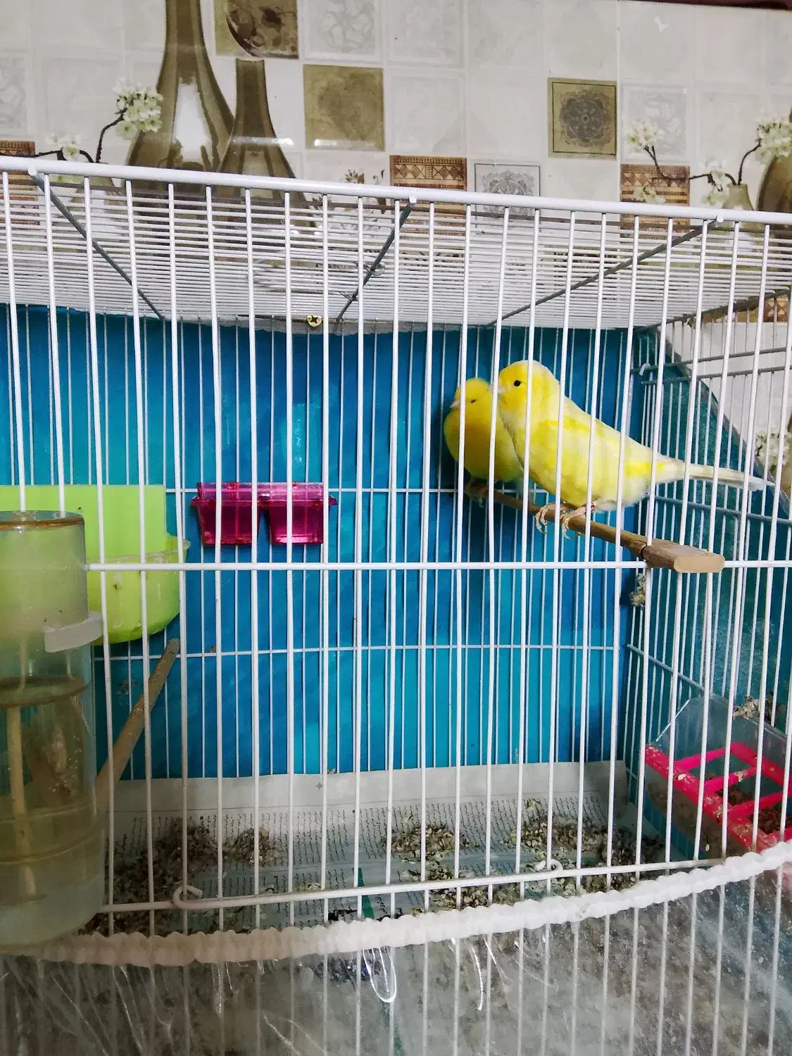 یک جفت قناری طلایی|پرنده|سلیمان, |دیوار