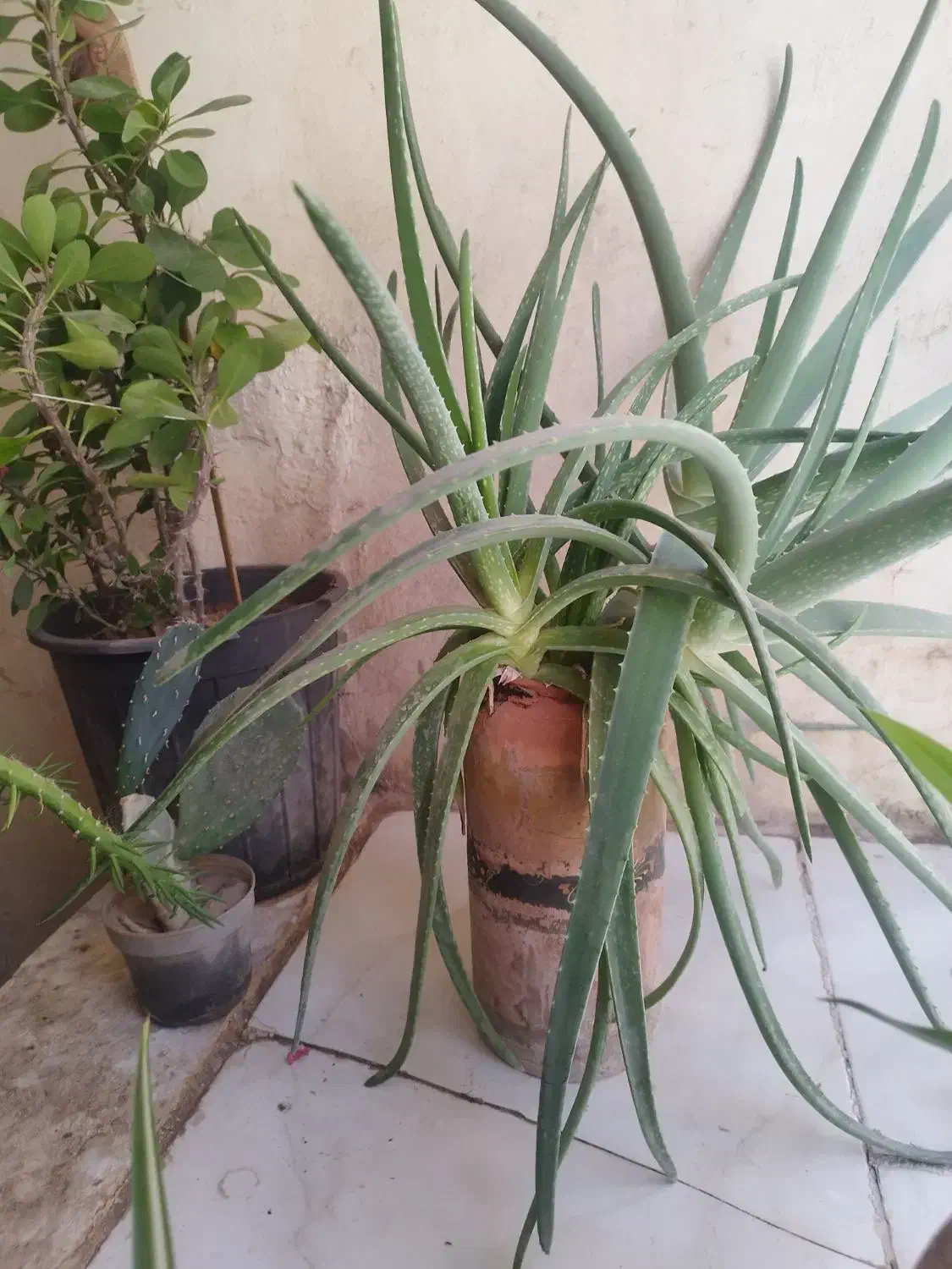 گل آلوئه ورا|گل و گیاه طبیعی|رباط‌کریم, مسکن مهر آبشناسان|دیوار