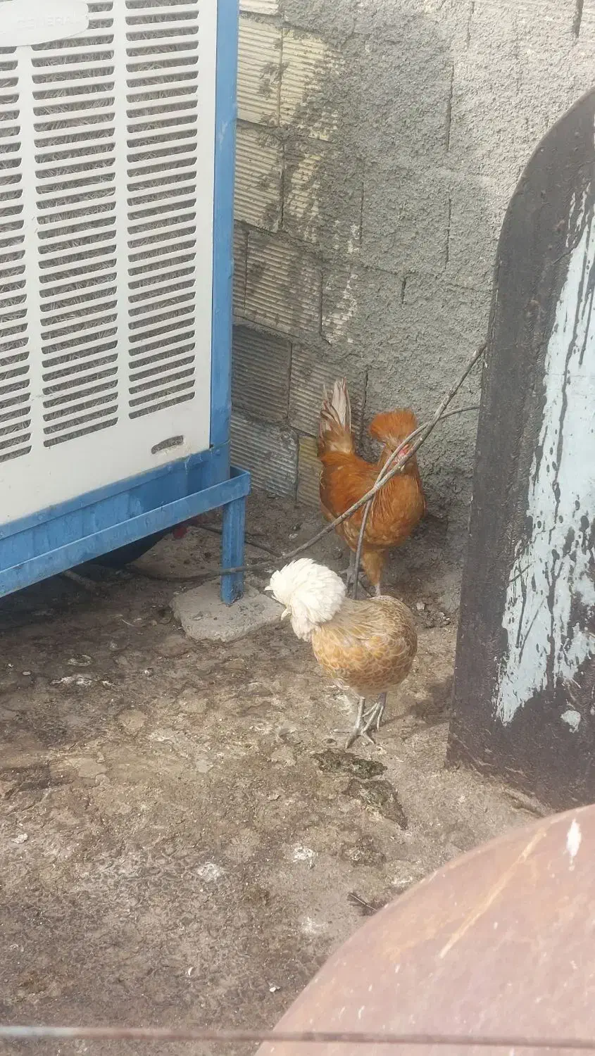 فروش مرغ و خروس معاوضه با پرنده دیگر|پرنده|فولادشهر, B2|دیوار