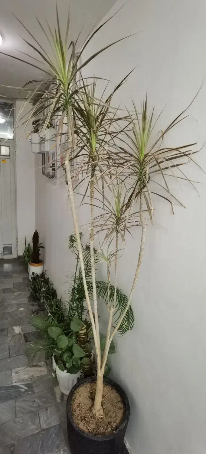 گل بو فروشتن|گل و گیاه طبیعی|بوکان, |دیوار