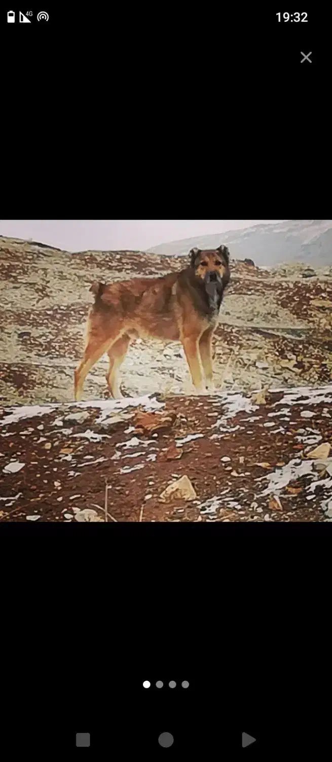 سگ عشایری|سگ|کرمانشاه, |دیوار