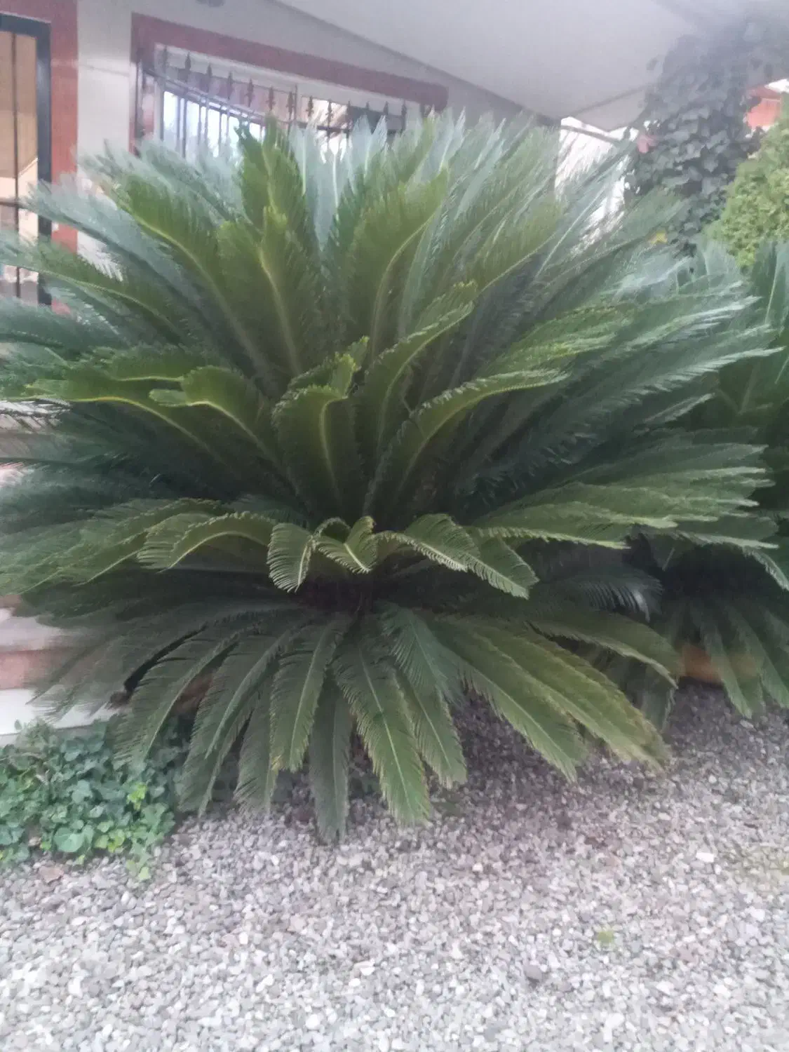 سیکاس ۱۲ ساله|گل و گیاه طبیعی|ایزدشهر, |دیوار