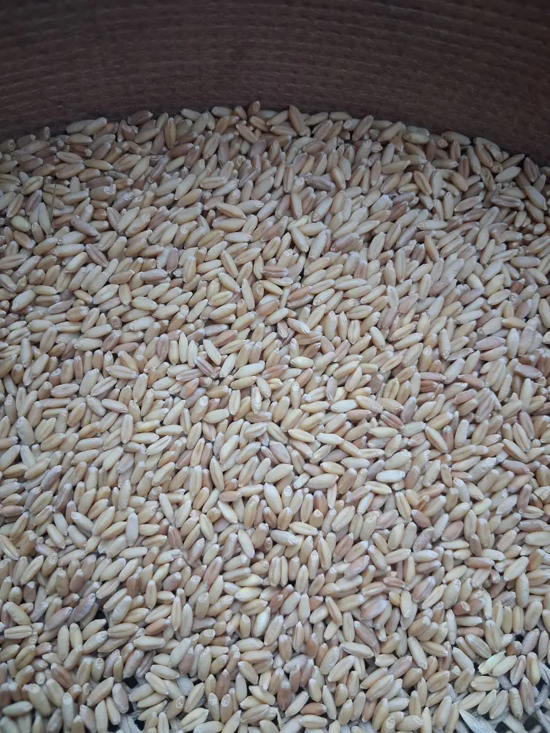 بزگندم دیم درجه یک|عمده‌فروشی|فیروزآباد (لرستان), |دیوار