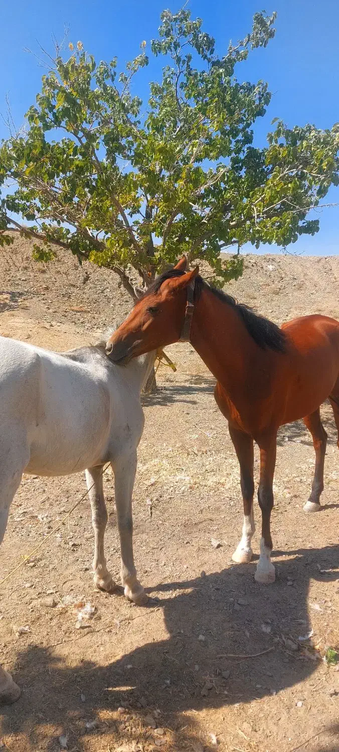 اسب مادیان  ترکمن و سیلمی یورقه و تاخت گوسفندی|اسب و تجهیزات اسب‌سواری|شاندیز, |دیوار