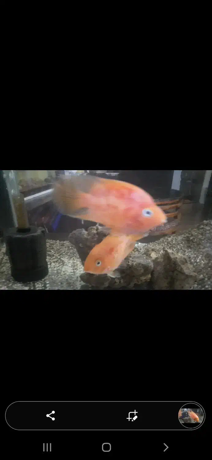 فروش ماهی مانستر و اکواریوم درجه 1|ماهی|ساری, |دیوار