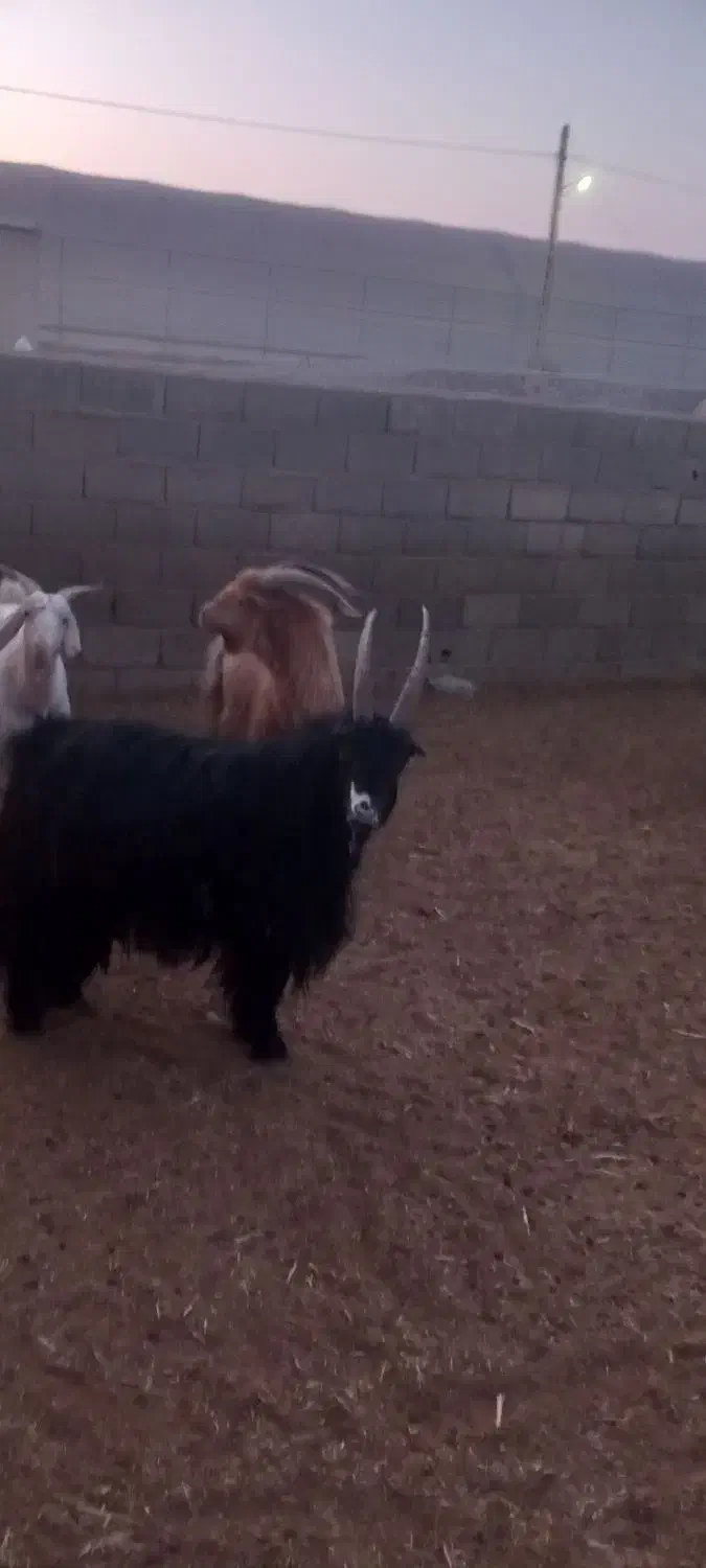 ۳ نر بز جلو رو|حیوانات مزرعه|شریفآباد, |دیوار