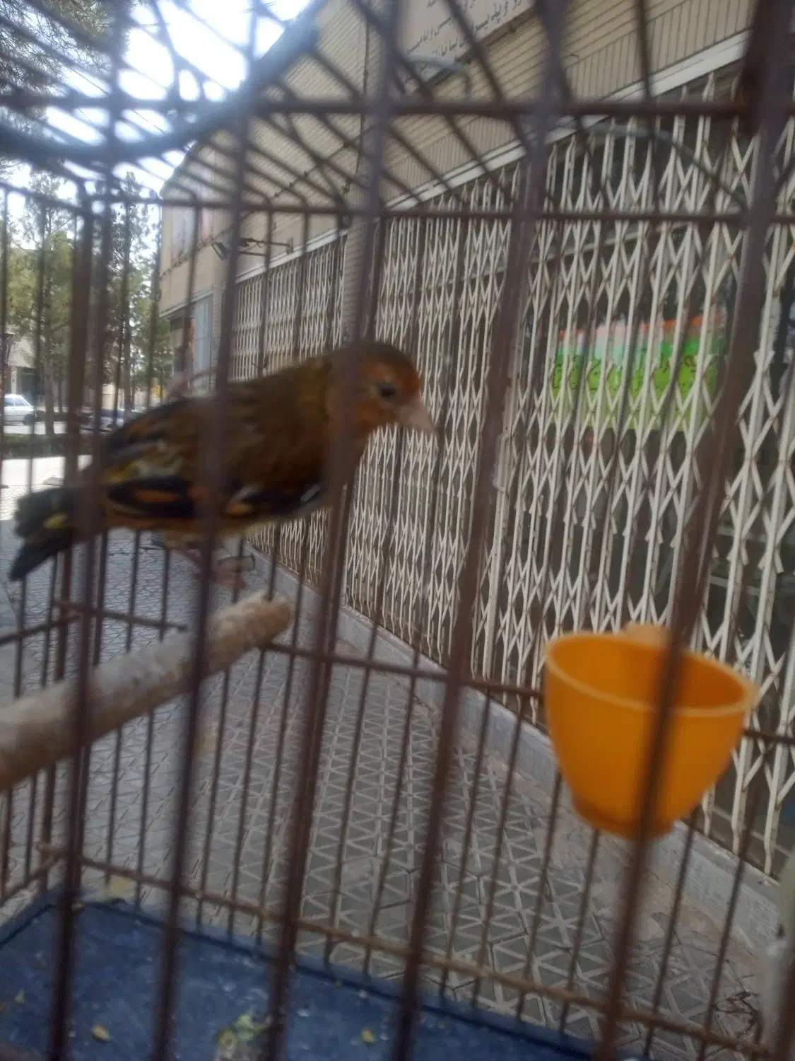 سهره قناری|پرنده|مبارکه, |دیوار