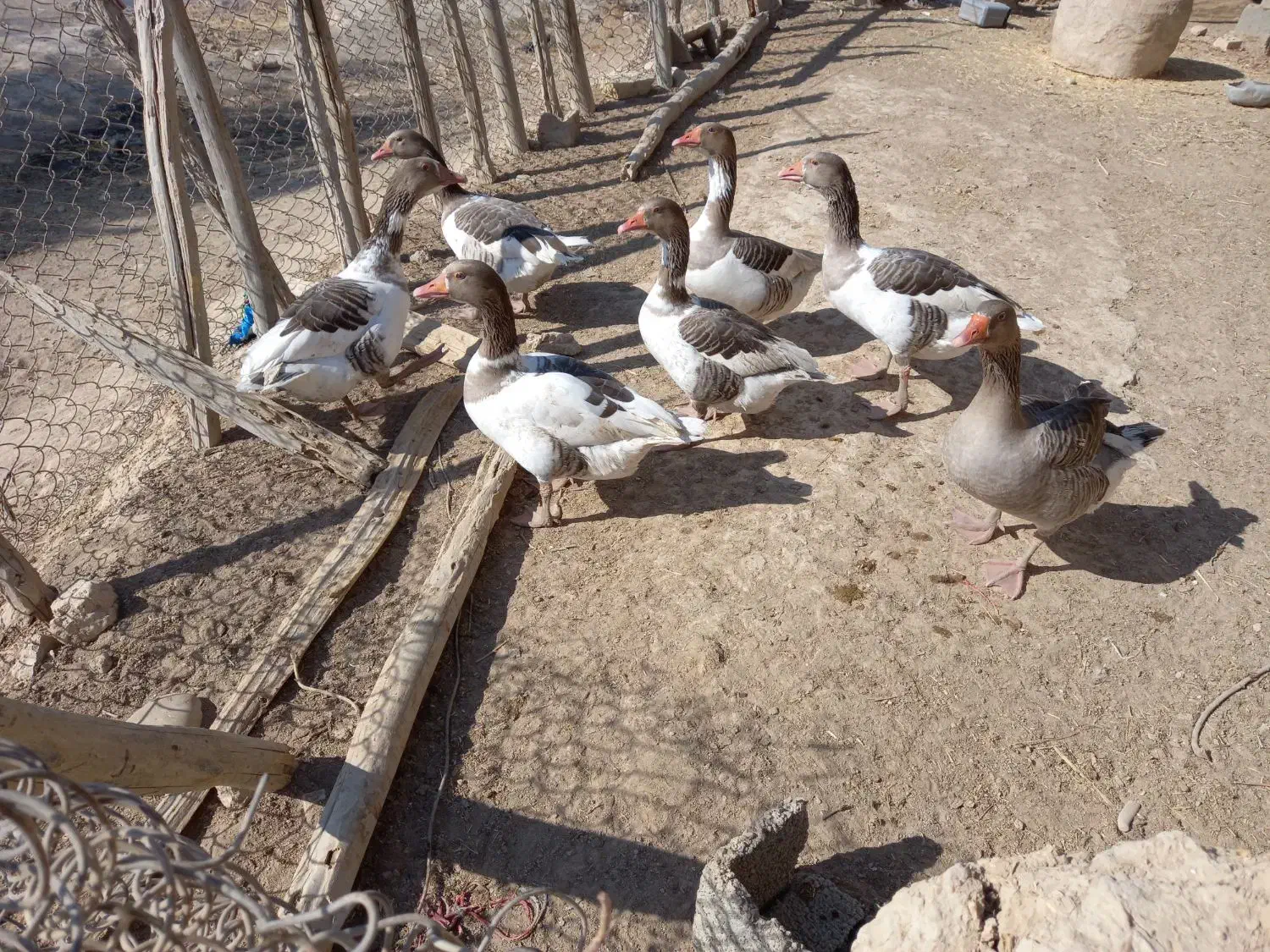 سلام ۷ غاز برای فروش دارم|حیوانات مزرعه|رامشیر, |دیوار