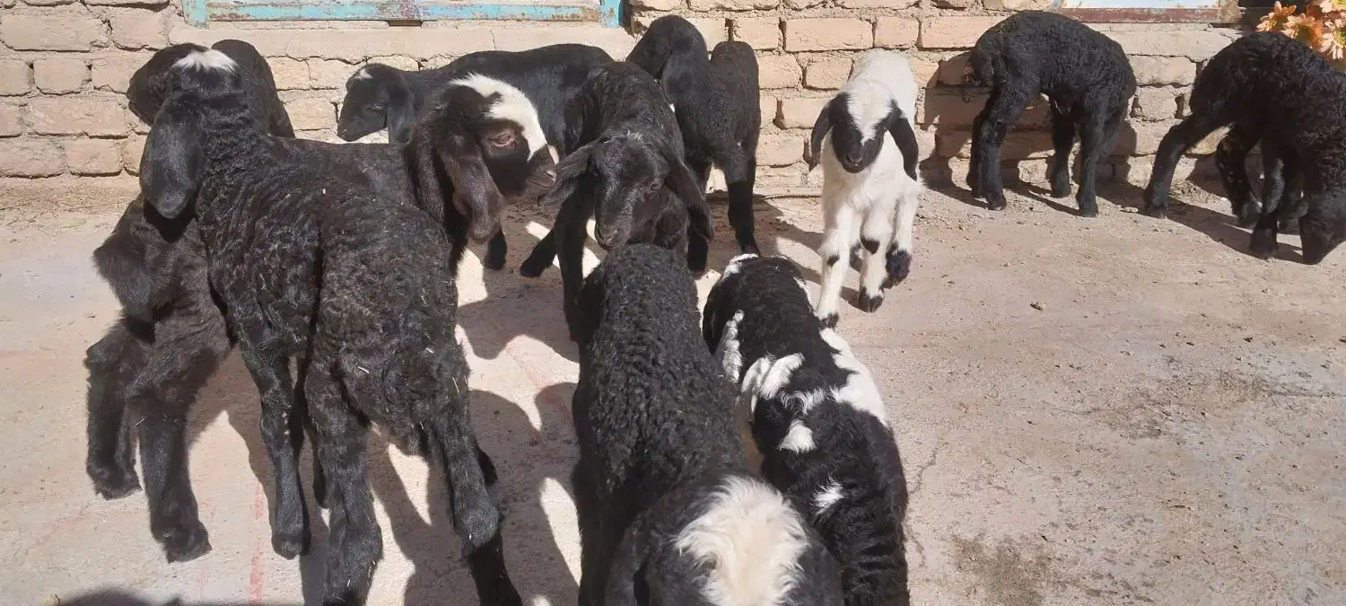 بره شیری افشار شال|حیوانات مزرعه|ایلام, |دیوار