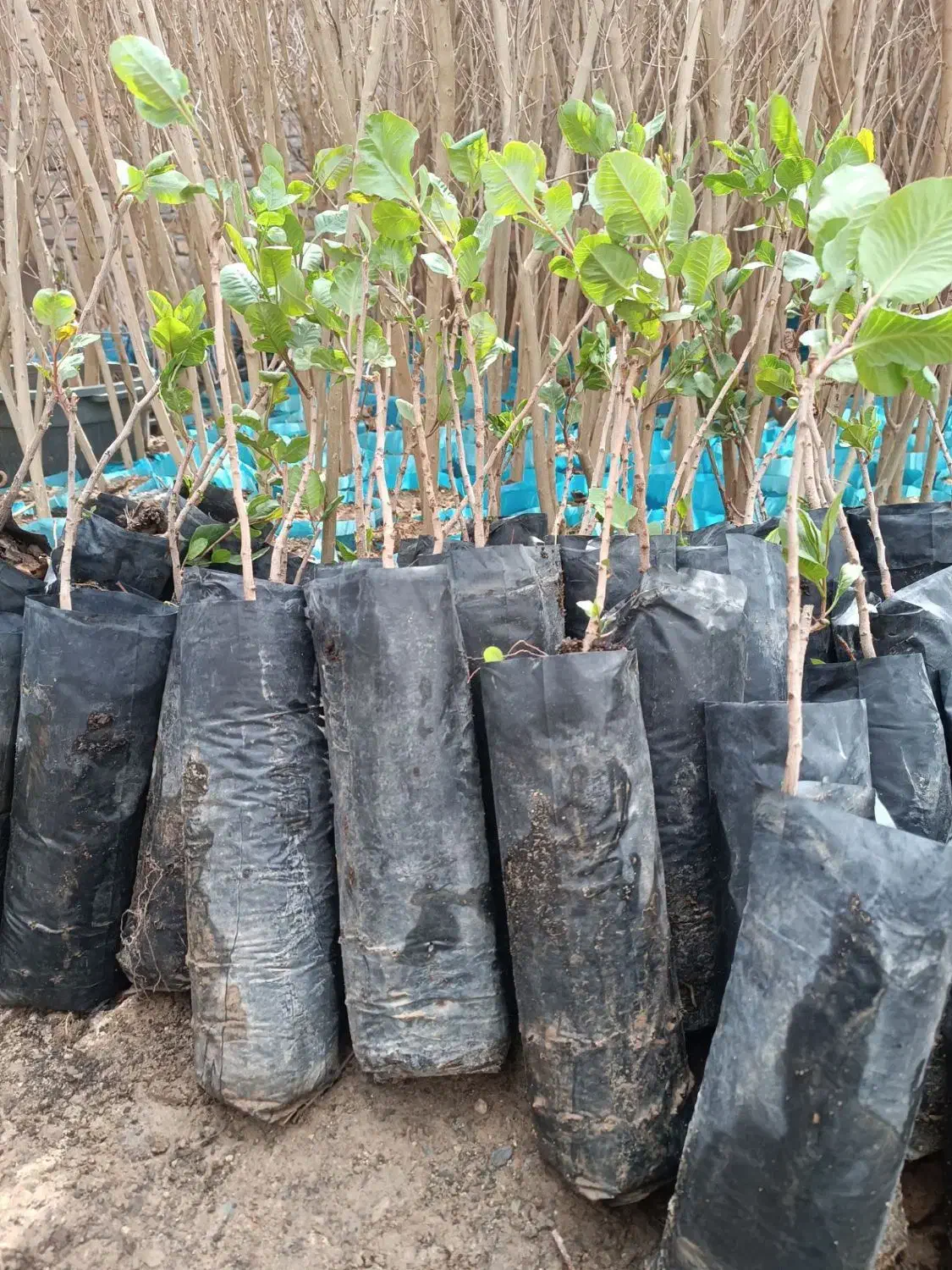 پسته پیوندی / گردو ژنوتیپ / نیگرا|خدمات باغبانی و درختکاری|آبسرد, |دیوار