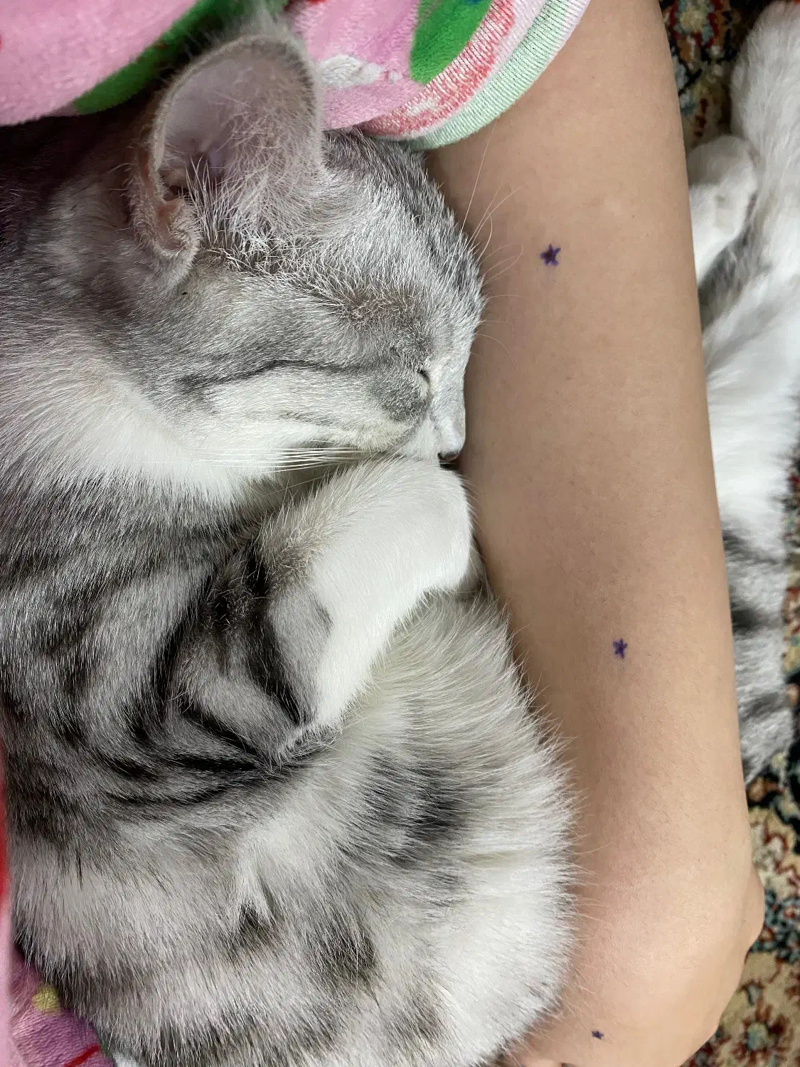 گربه بریتیش|گربه|نیشابور, امین اسلامی|دیوار