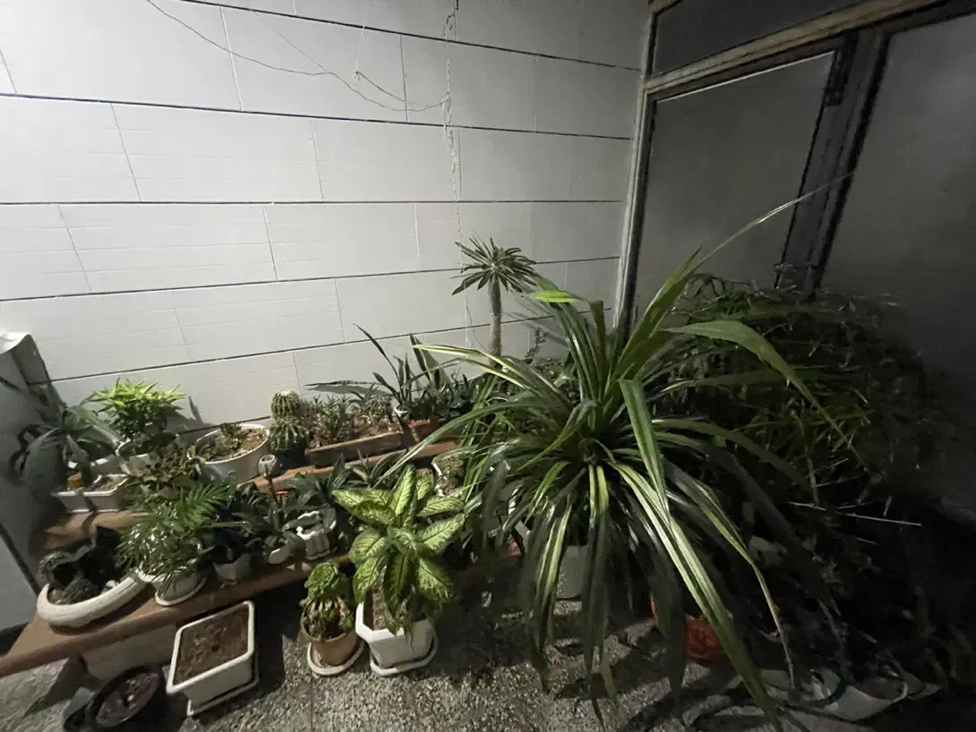 گل وگیاه|گل و گیاه طبیعی|لنجان, |دیوار