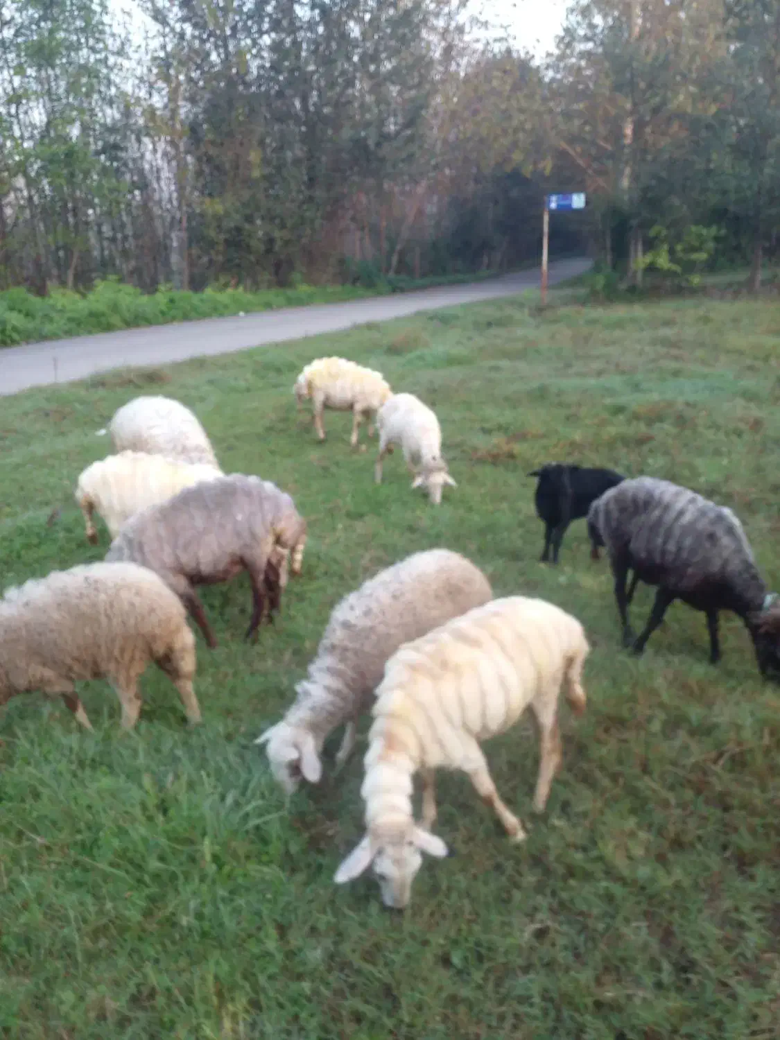 فروش نر|حیوانات مزرعه|لاهیجان, لفمجان|دیوار