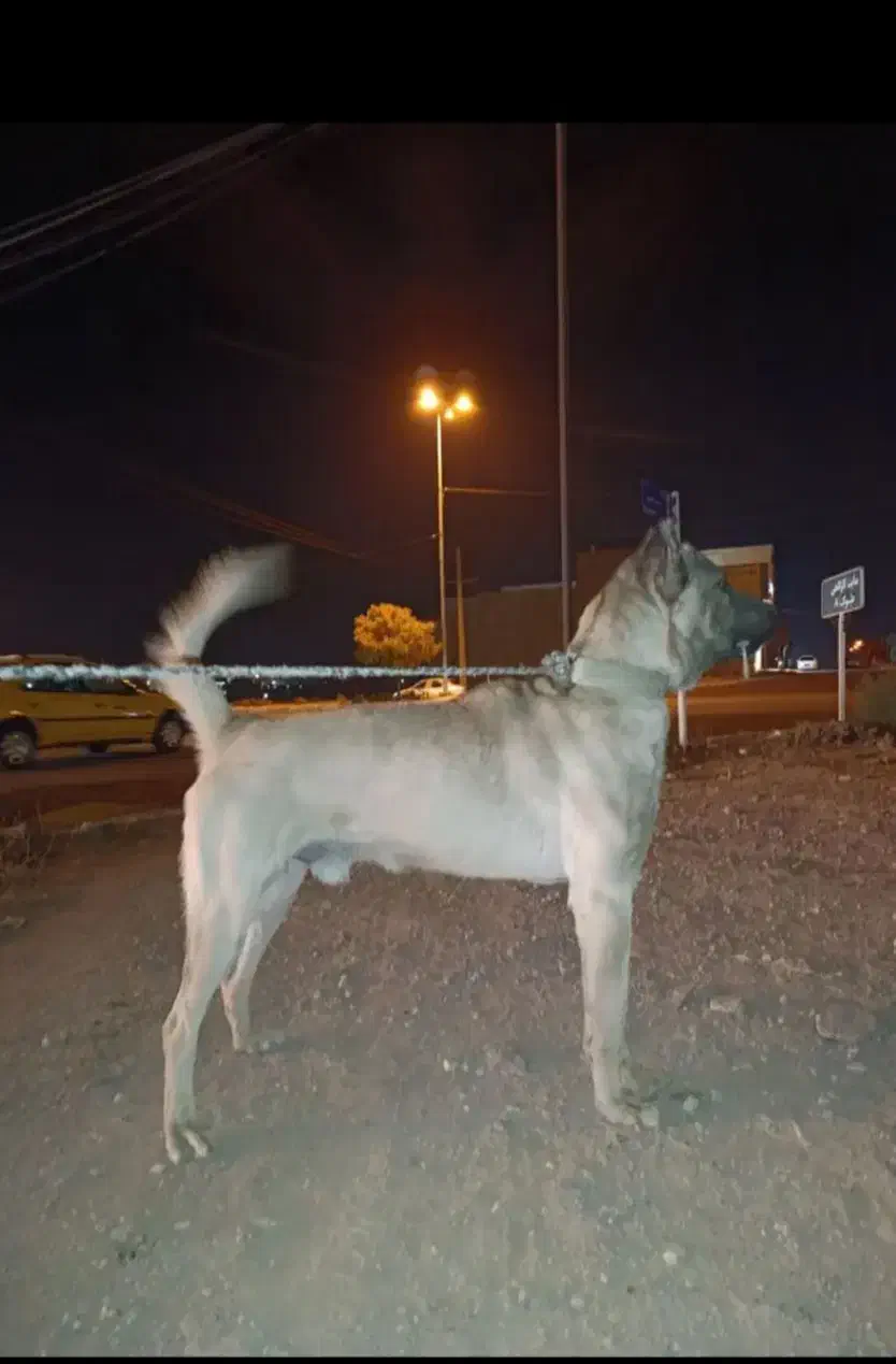 سگ سرابی|سگ|زنجانرود, |دیوار