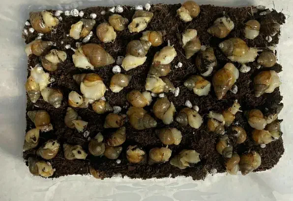 حلزون آپارتمانی خاویار حلزون تراریوم حلزون|خزنده|خمین, |دیوار