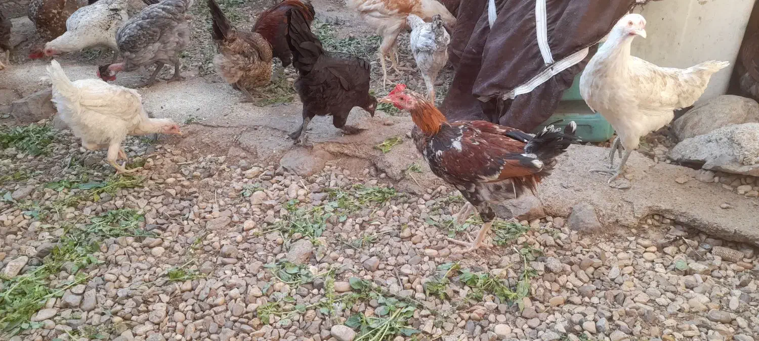 ۴۳۰۰۰۰|حیوانات مزرعه|رستم, |دیوار