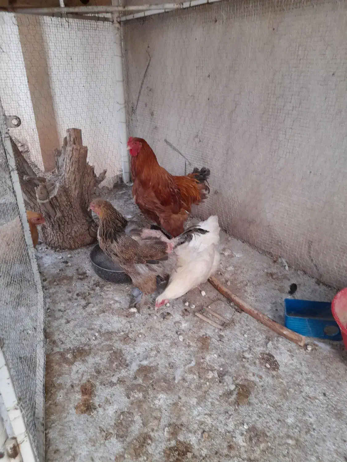 مرغ خروس برهما وسگ ژرمن|حیوانات مزرعه|شیراز, باغشهر قصر سبز|دیوار