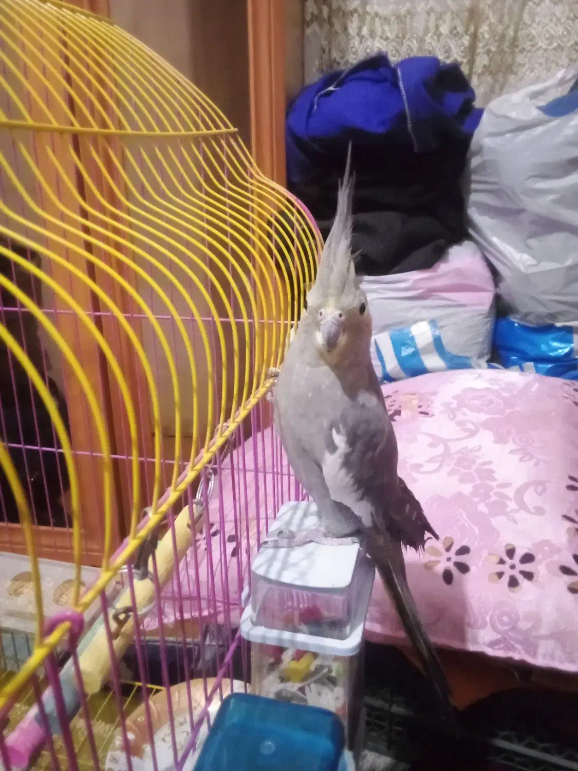 فروش عروس هلندی|پرنده|نقده, |دیوار