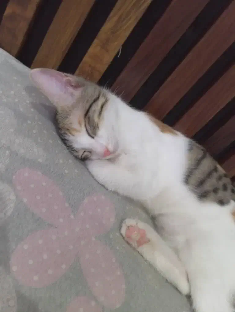 واگذاری گربه|گربه|تهران, دستغیب|دیوار