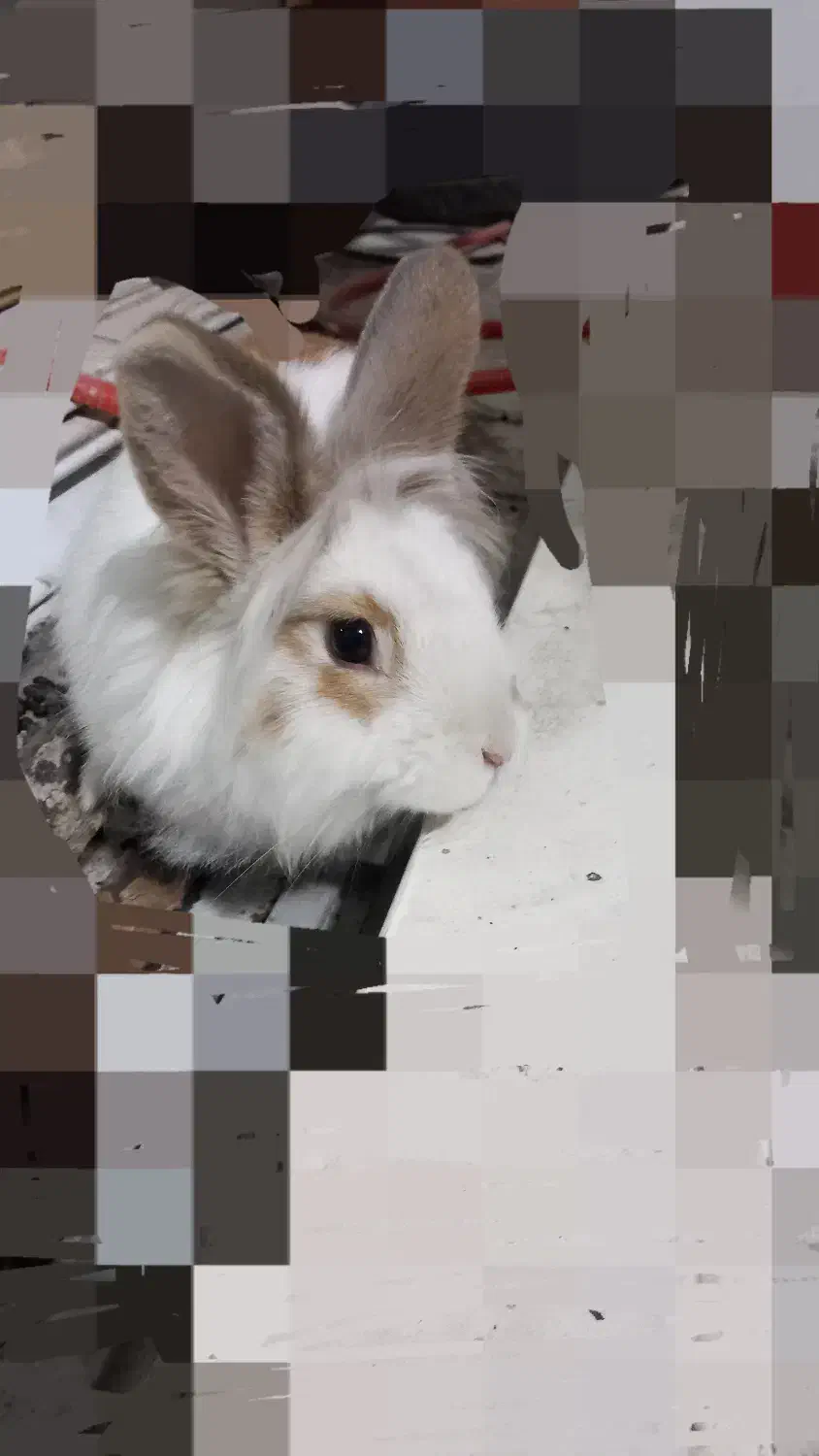 خرگوش لوپ|موش و خرگوش|میانه, |دیوار