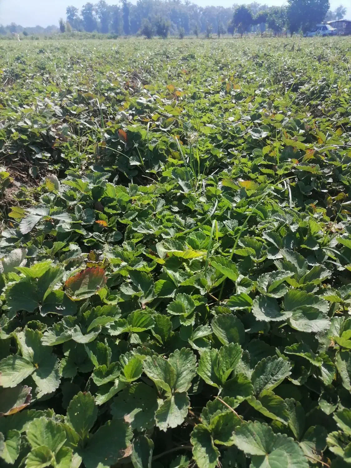 بوته توت فرنگی سابرینا،ریشه لخت ۲۰۰۰|گل و گیاه طبیعی|بهنمیر, |دیوار