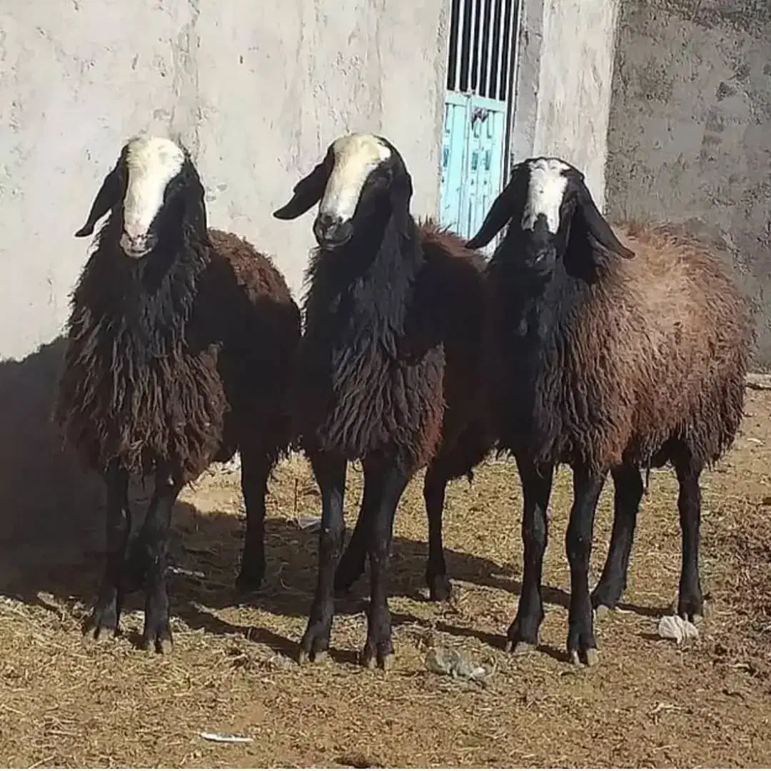 30% تخفیف تا اخر هفته تمدید شد گوسفند و بره کلات|حیوانات مزرعه|مشهد, شهید فرامرز عباسی|دیوار