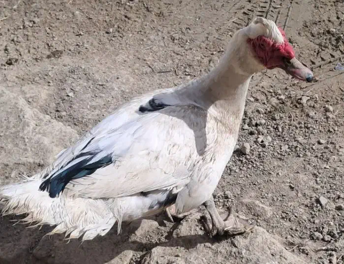 پیش قلعه|حیوانات مزرعه|مانه, |دیوار