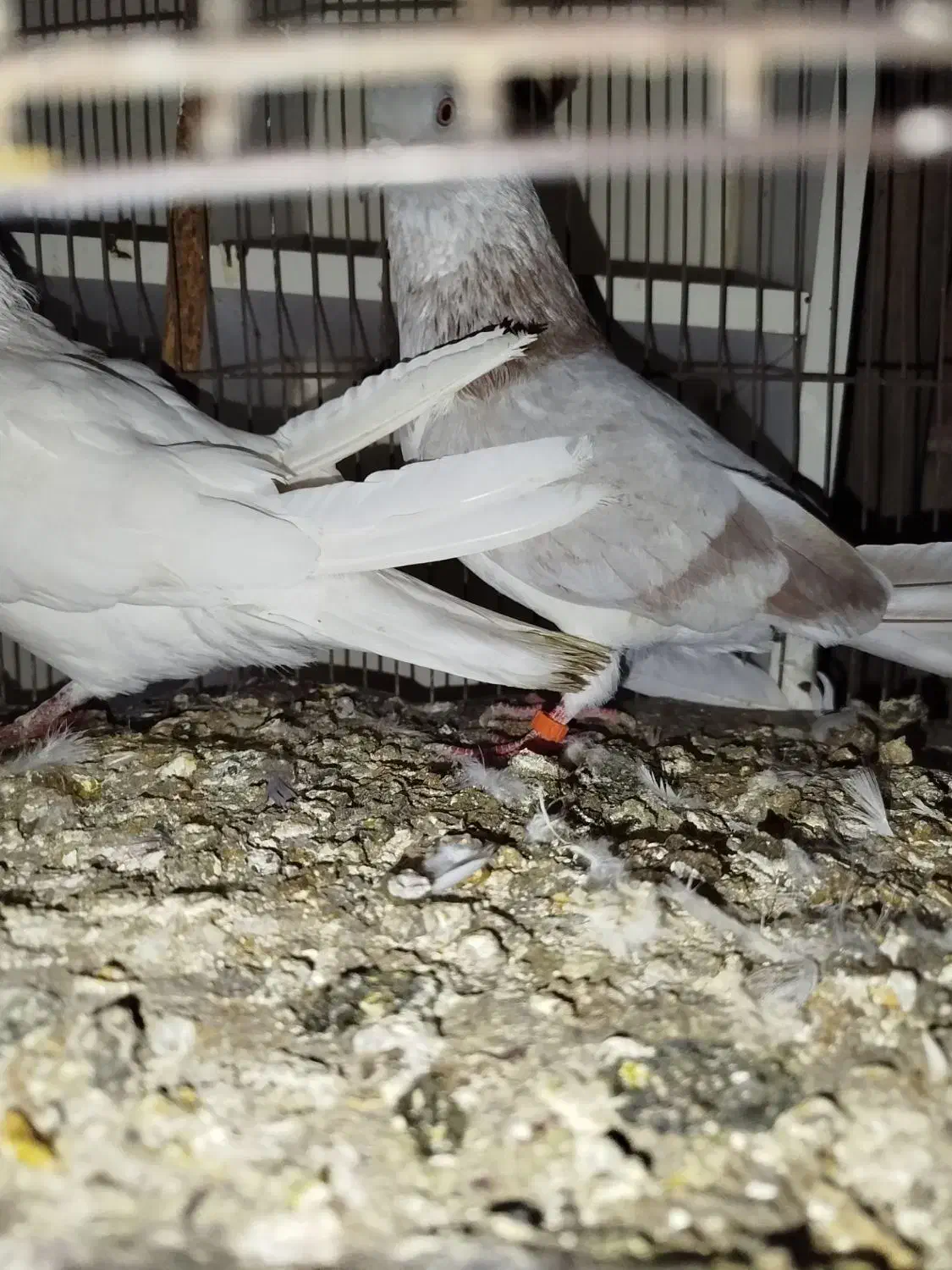 کبوتر|پرنده|قم, ولیعصر|دیوار