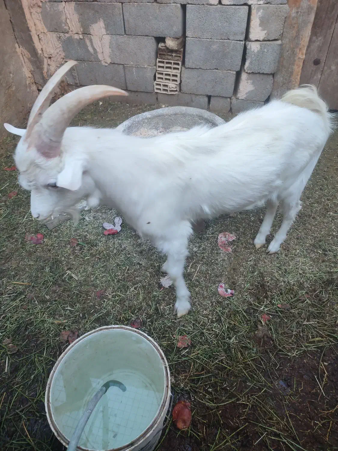 فروش چند راس گوسفند|حیوانات مزرعه|مهریز, |دیوار