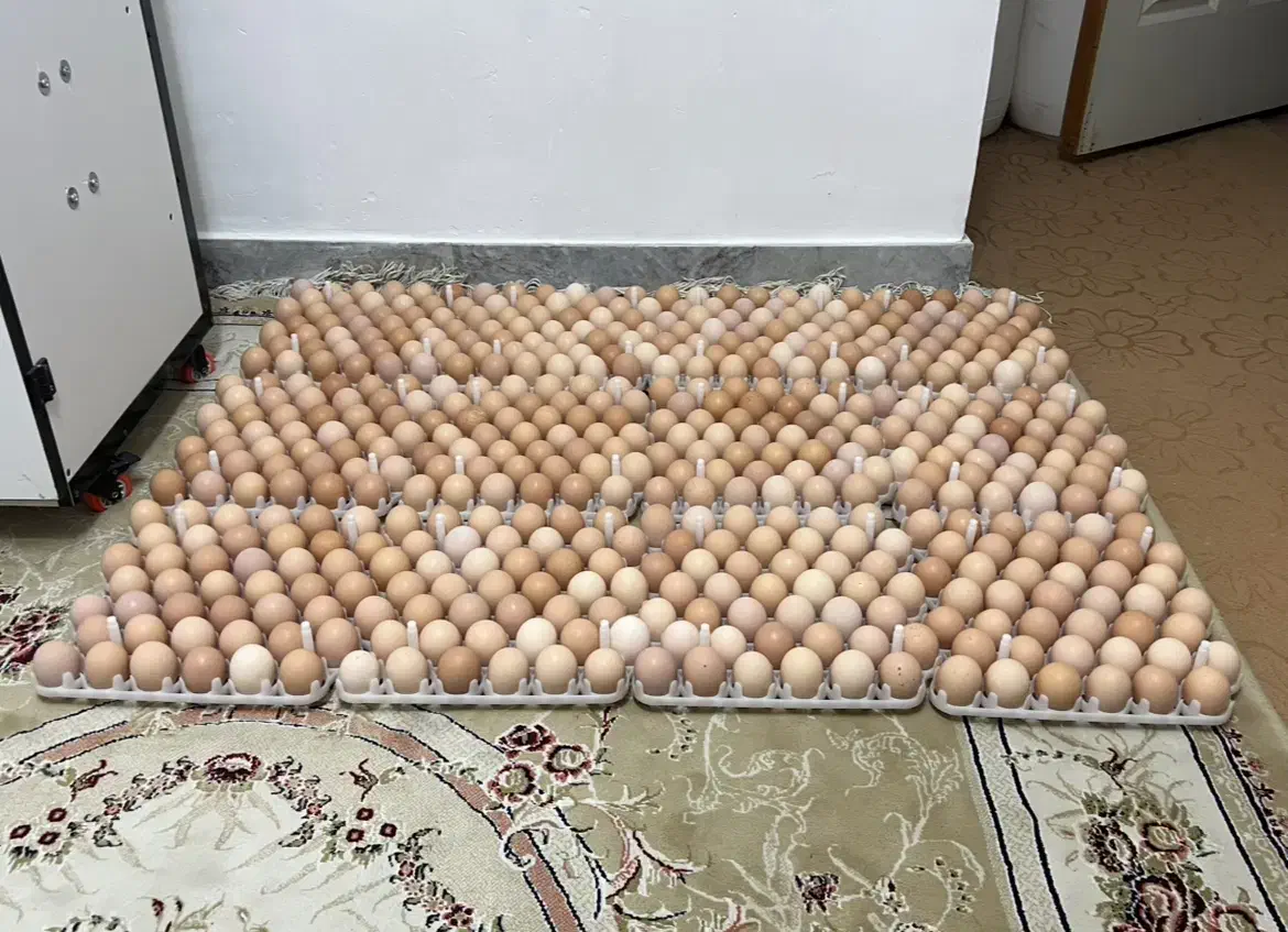 دستگاه جوجه کشی ۵۰۴تایی|ماشینآلات صنعتی|رشت, توشیبا|دیوار