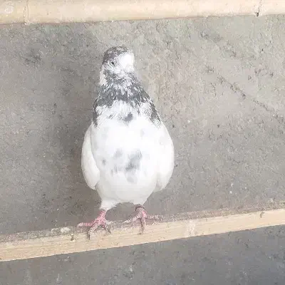 کبوتر پرشی|پرنده|شاهرود, |دیوار