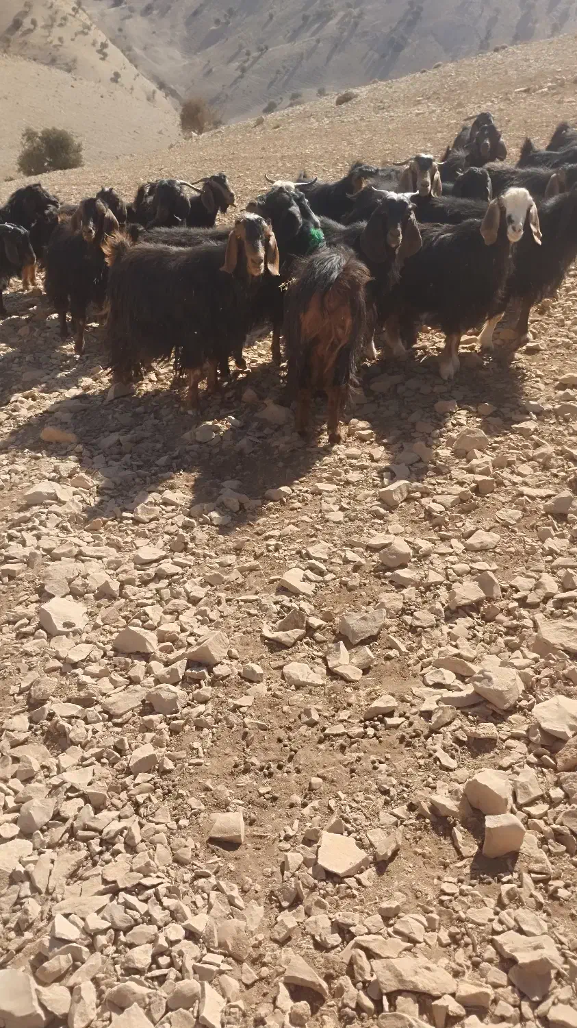 بز جوان|حیوانات مزرعه|سیوان, |دیوار