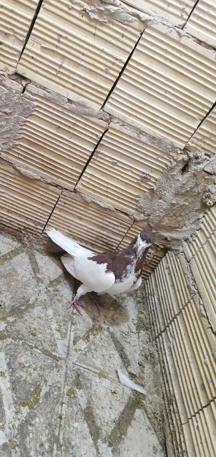کبوتر.یال.روسری سرخ|پرنده|مبارکه, |دیوار