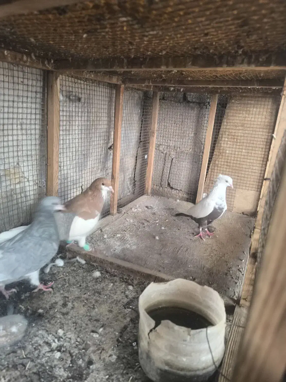 کبوتر رنگی|پرنده|آبپخش, |دیوار