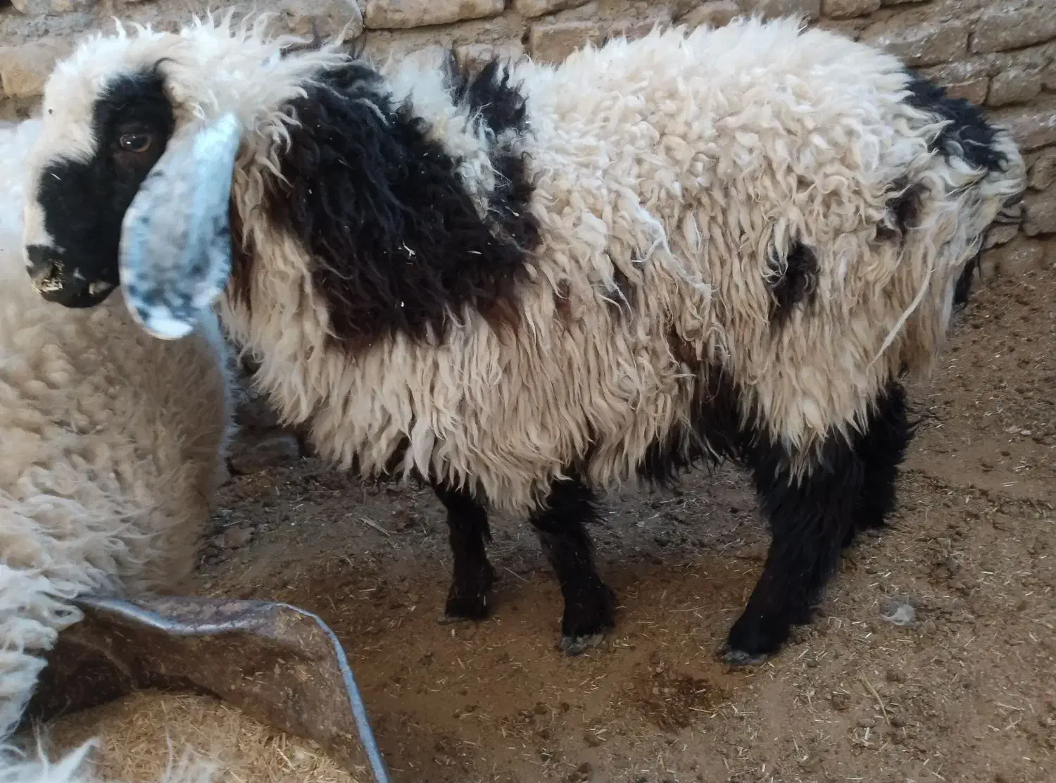 بره نرر چاق و چله|حیوانات مزرعه|زابل, |دیوار