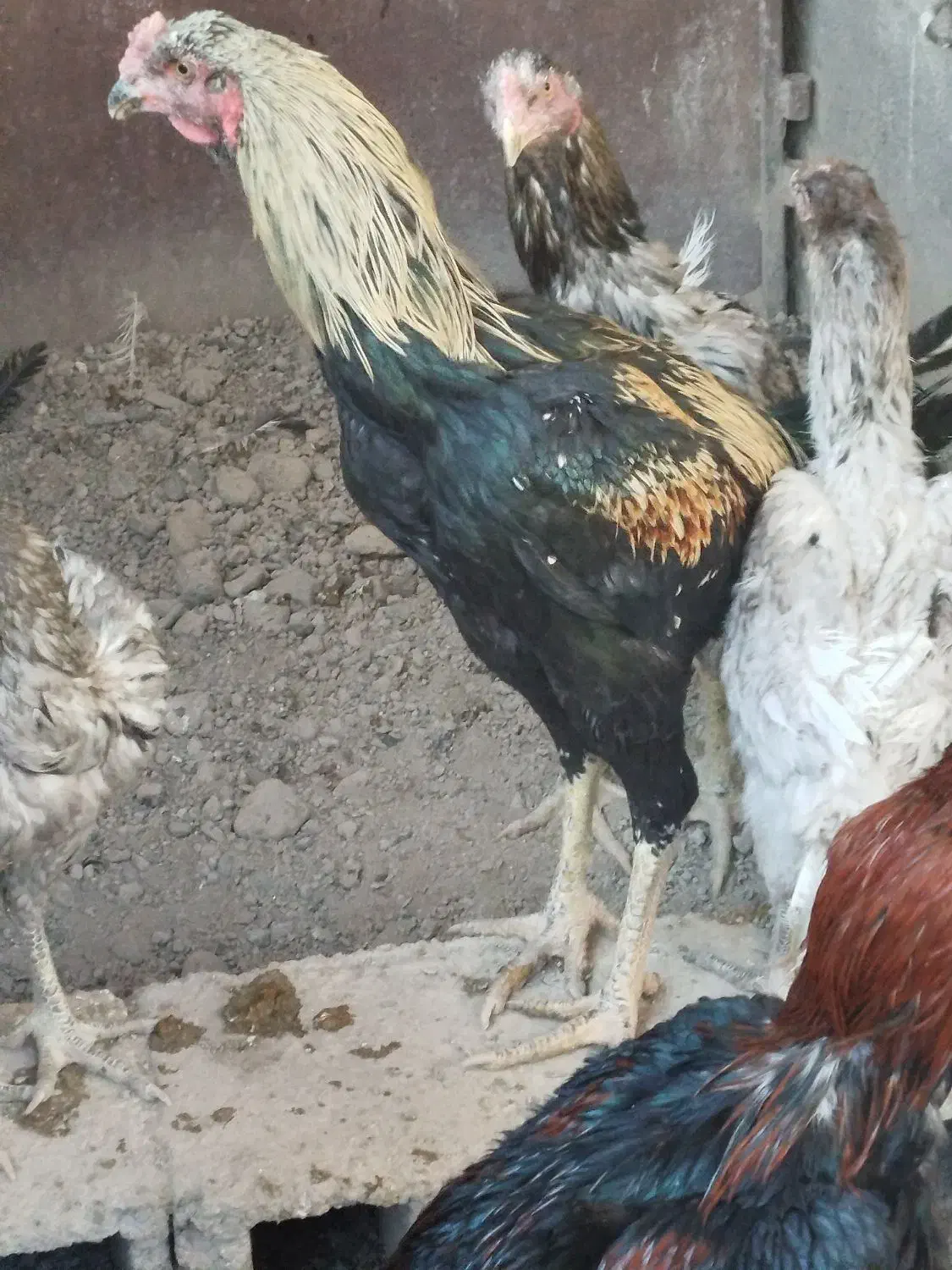 خروس لاری اصل قلم سبز فروشی جوون|حیوانات مزرعه|تربت‌حیدریه, رباط سفلی|دیوار