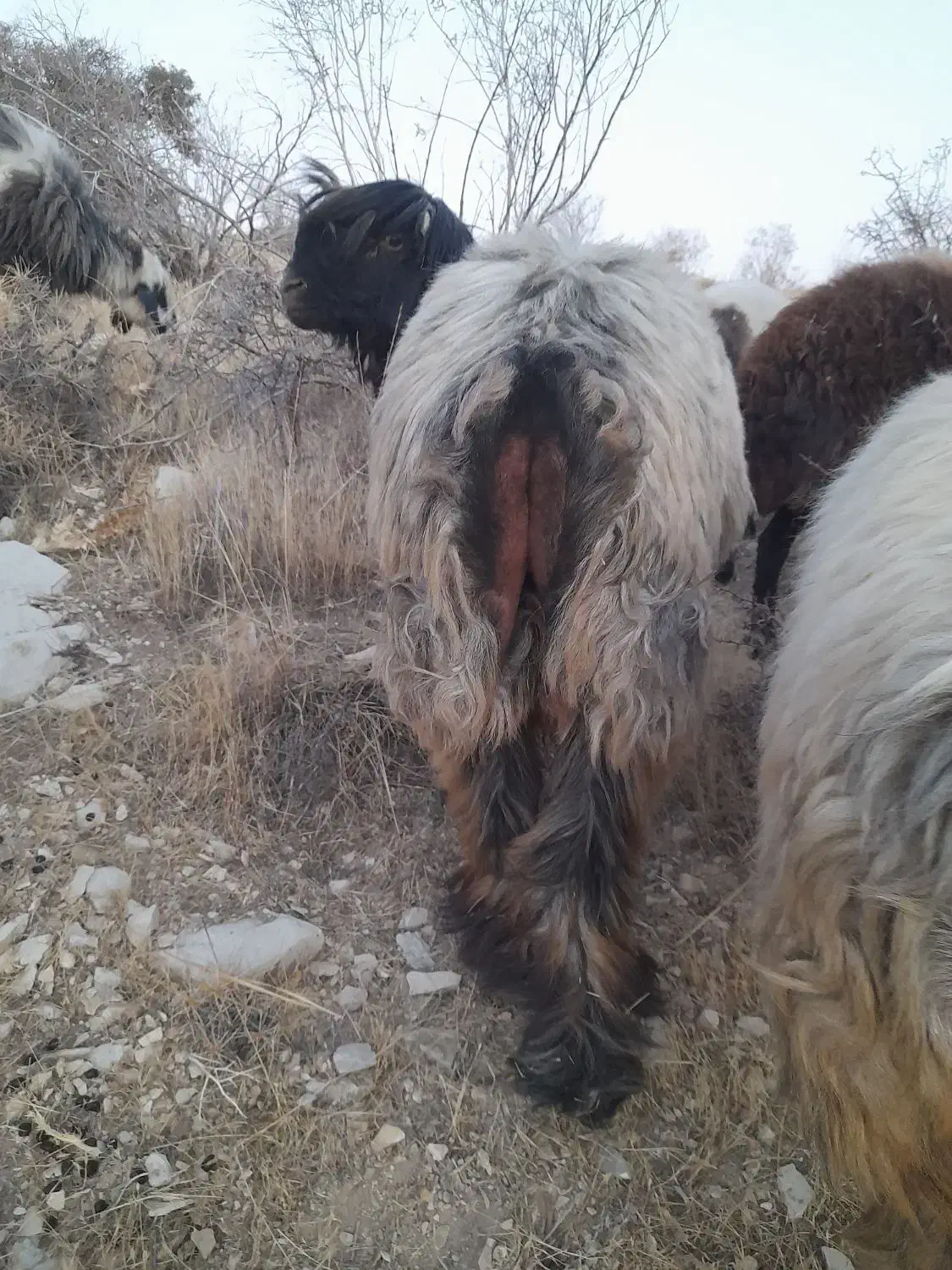 قوچ بختیاری|حیوانات مزرعه|سپیدان, |دیوار