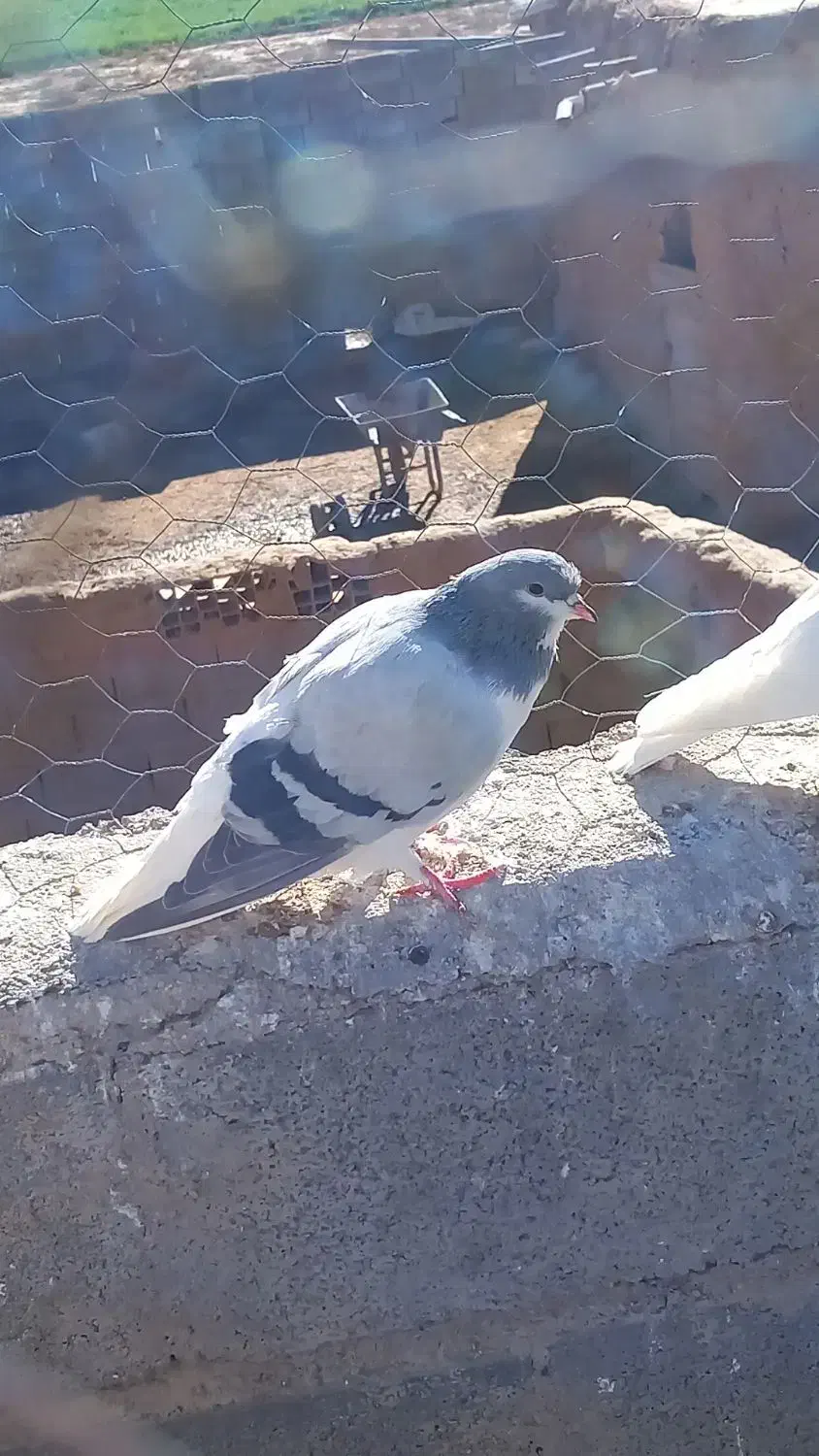 کبوتر|پرنده|اسفراین, |دیوار