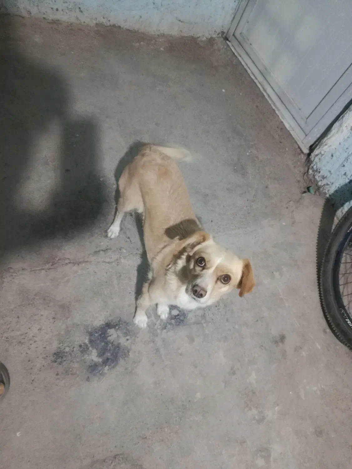 اشپیتزد ماده|سگ|کرمان, |دیوار