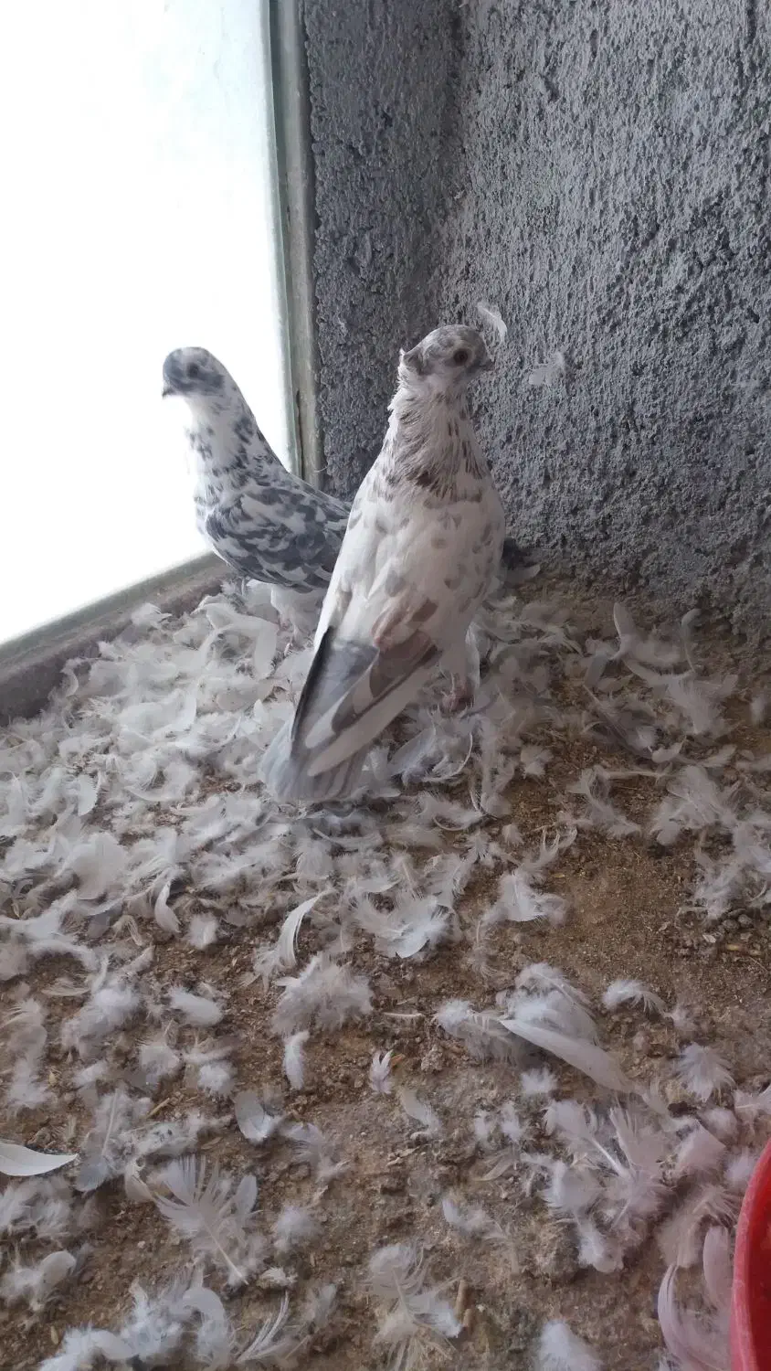 کبوتر فروشی|پرنده|شاهرود, |دیوار