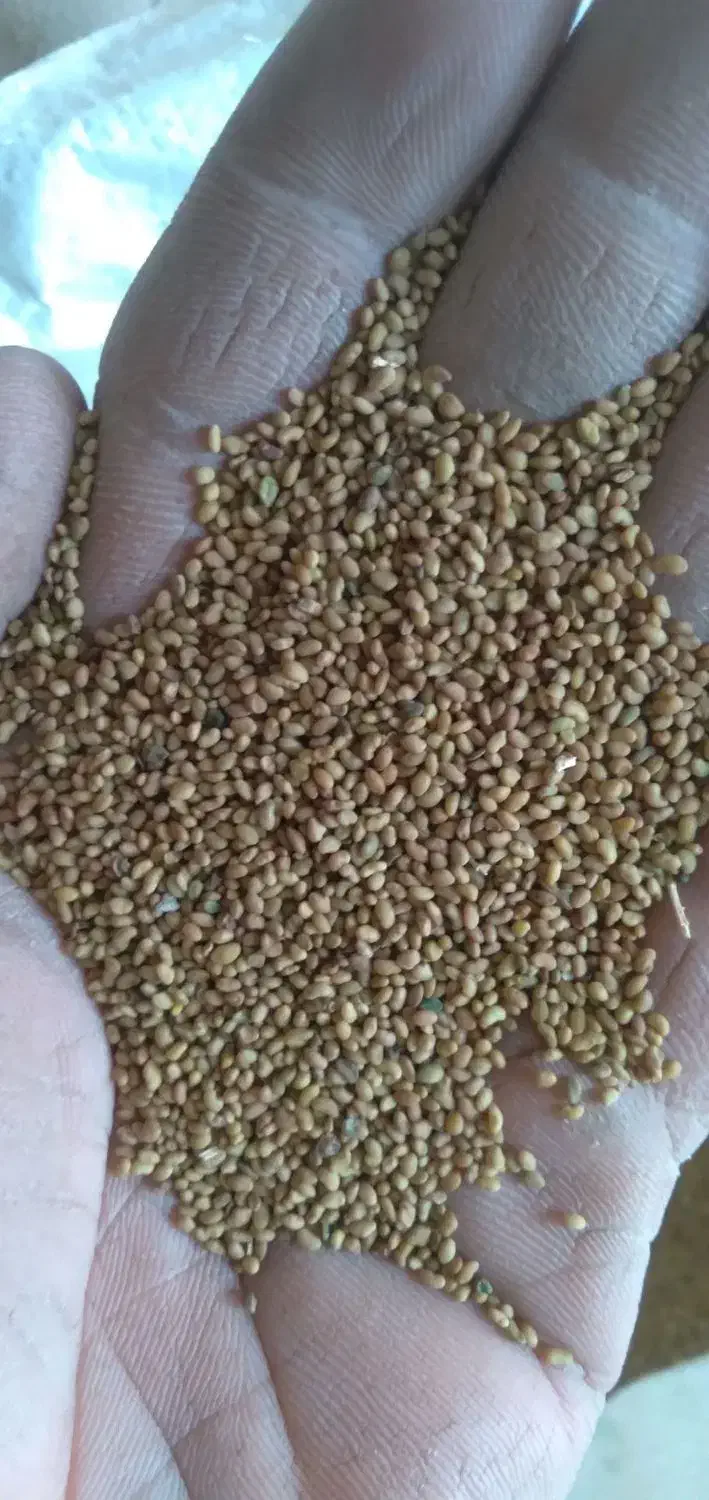 بذر یونجه پایه بلند|عمدهفروشی|لالجین, |دیوار