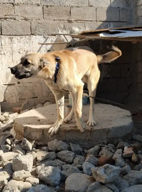 سگ سرابی نگهبان|سگ|اردبیل, |دیوار