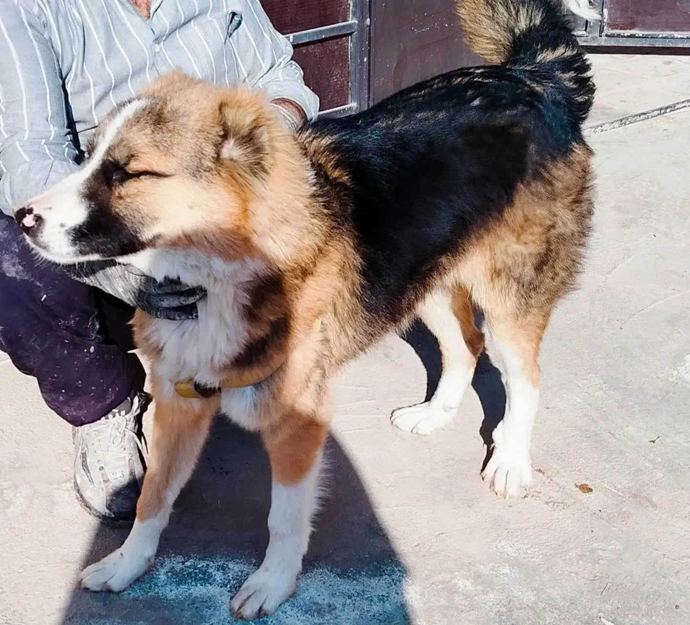 سگ نگهبان .آموزش دیده.|سگ|بادرود, |دیوار