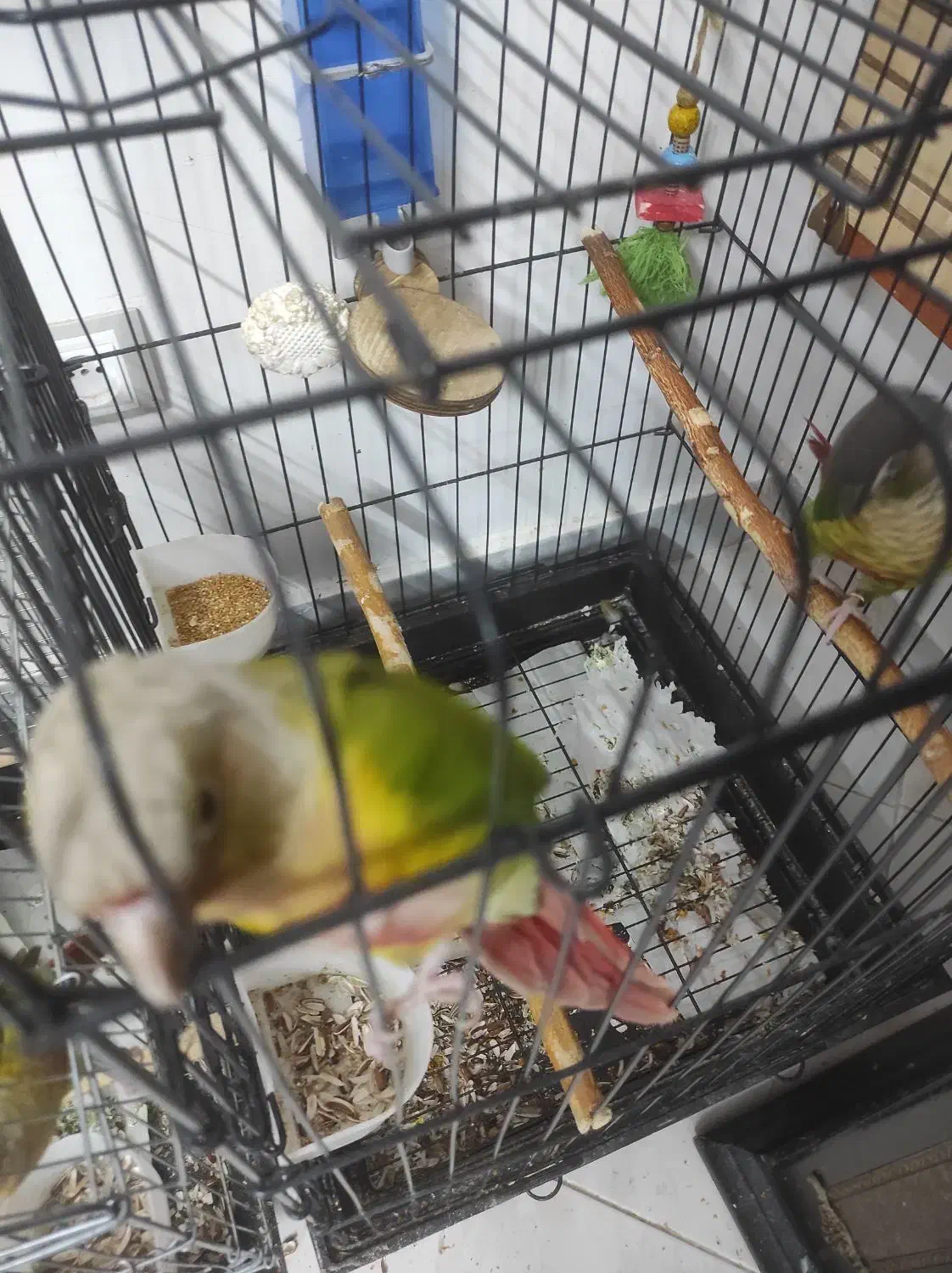 یک جفت مولد|پرنده|رودهن, |دیوار