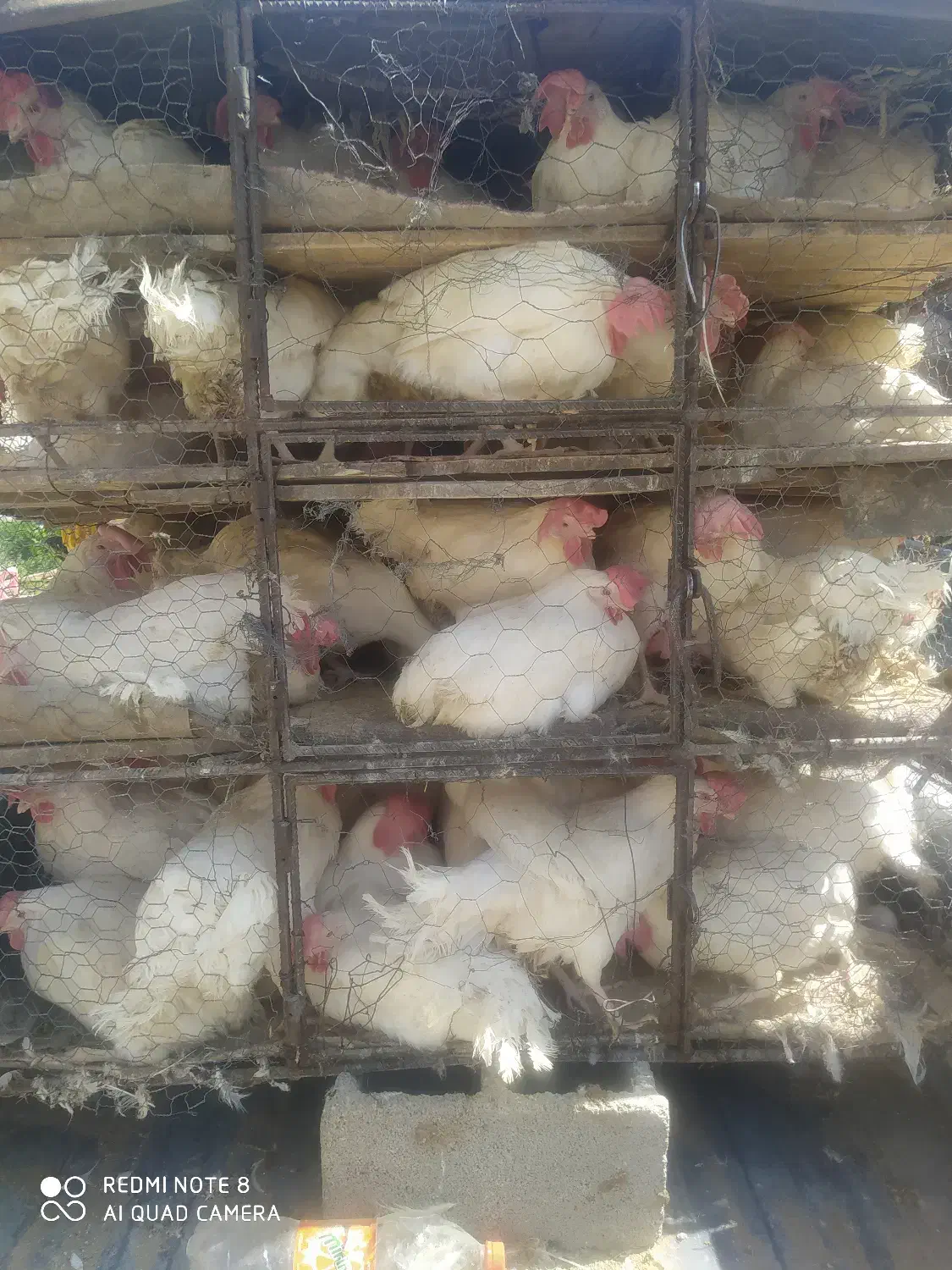 مرغ سفید تخم گذار|حیوانات مزرعه|شیراز, سعدیه شمالی|دیوار