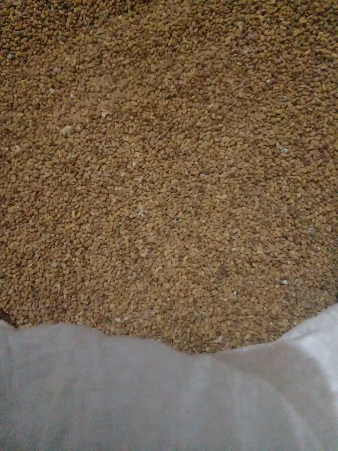 بذر یونجه مائوپا بسیار عالی|خدمات باغبانی و درختکاری|مرودشت, مسجد رسول‎|دیوار