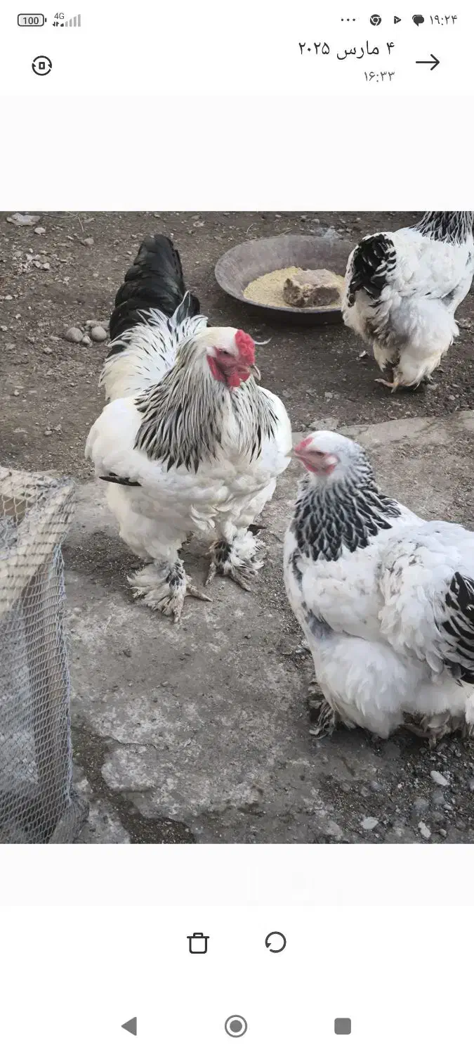 مرغ تخم گذار برهما و خروس جوان|حیوانات مزرعه|سنگر, |دیوار