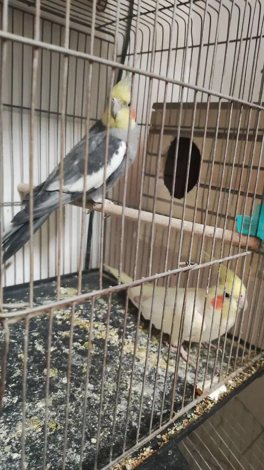 عروس هلندی.مرغ عشق|پرنده|فسا, |دیوار