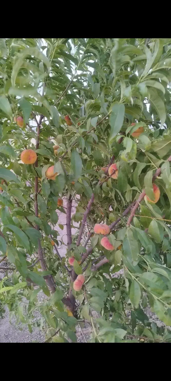 زمین کارزان|فروش زمین و ملک کلنگی|کارزان, |دیوار